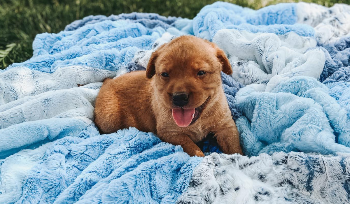 Minky Blankets and Your Favorite Pet