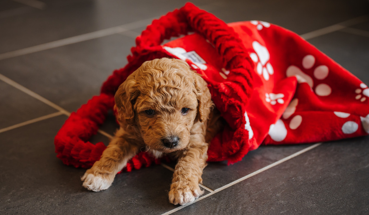 Wrap Your Pup in Cute Paw Print Dog Blankets from Minky Mamas