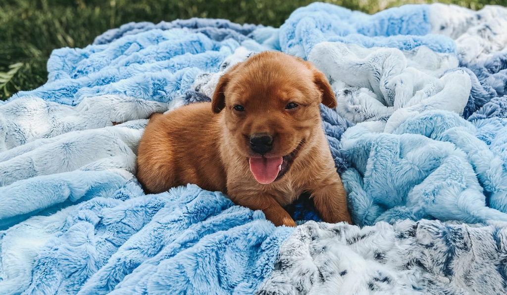 Minky Blankets and Your Favorite Pet Minky Mamas